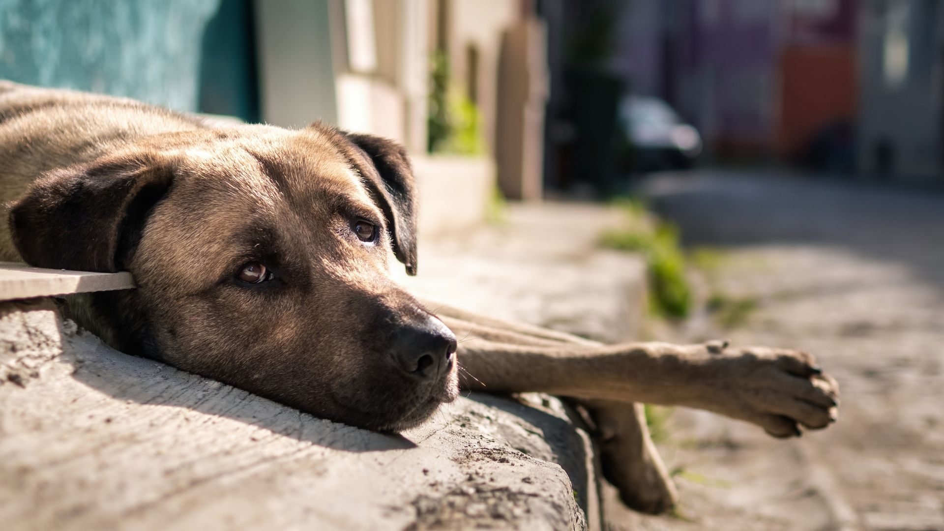Los animales están amparados por la ley en Colombia.